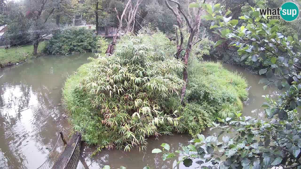 Yellow-cheeked gibbon Zoo Ljubljana livecam