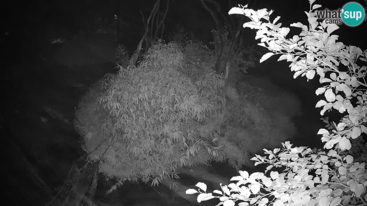 Yellow-cheeked gibbon Zoo Ljubljana livecam