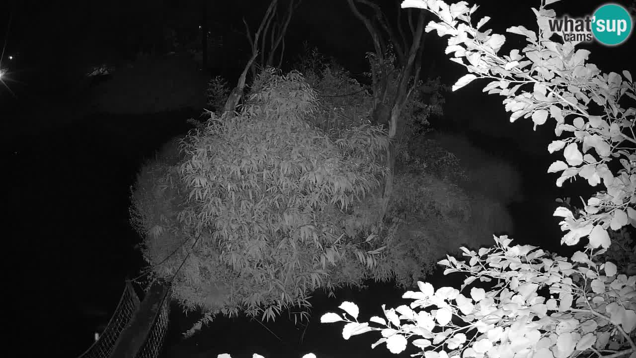 Gibbon à joues jaunes Zoo Ljubljana live cam