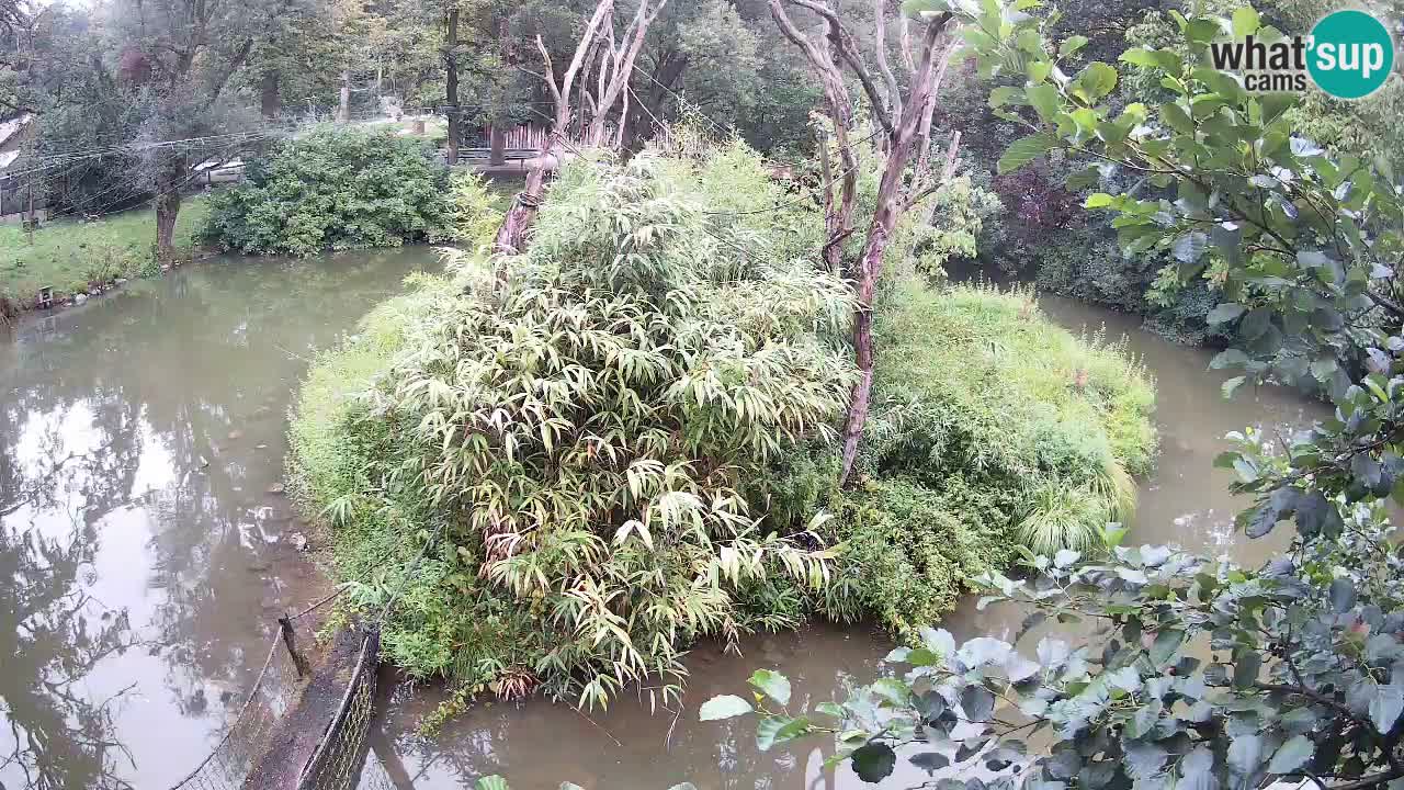 Südlicher Gelbwangen-Schopfgibbon Zoo Ljubljana webcam