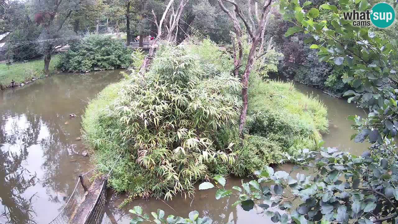 Südlicher Gelbwangen-Schopfgibbon Zoo Ljubljana webcam