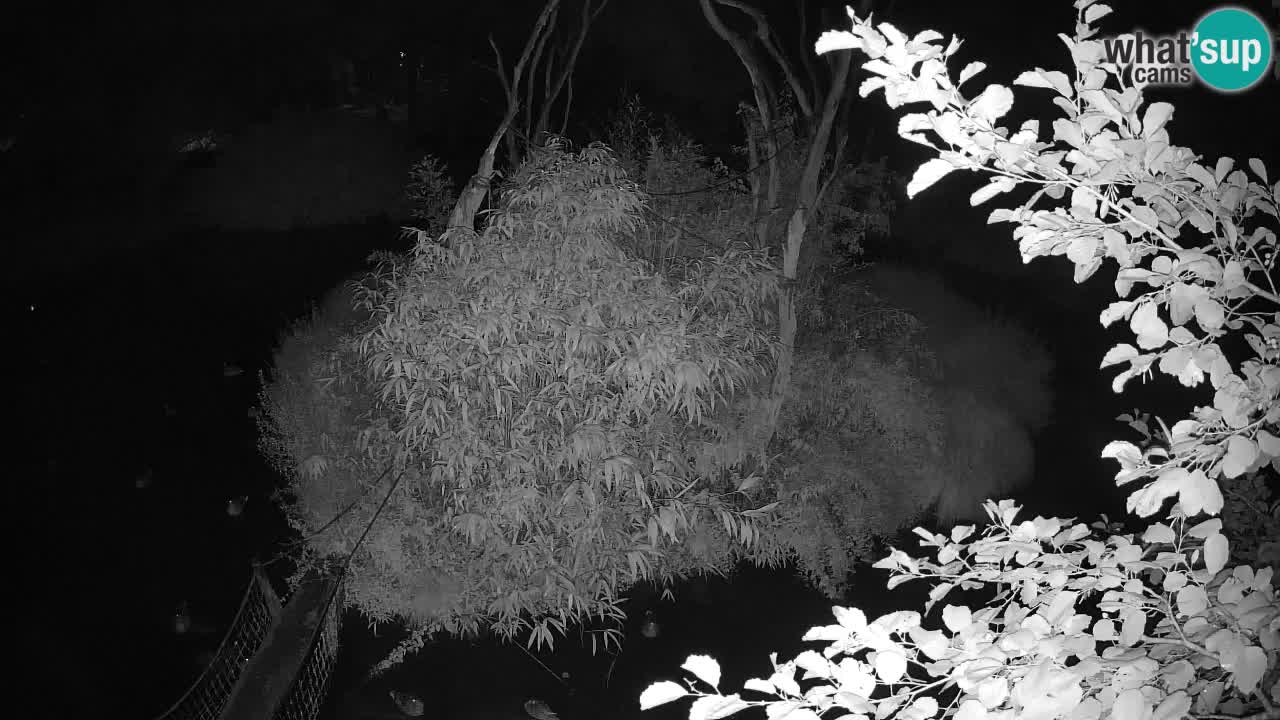 Yellow-cheeked gibbon Zoo Ljubljana livecam