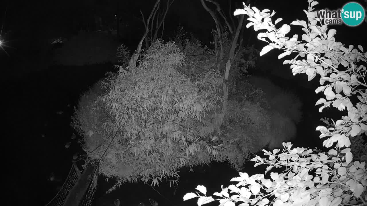 Gibon – Nomascus gabriellae – Zoo Ljubljana web kamera