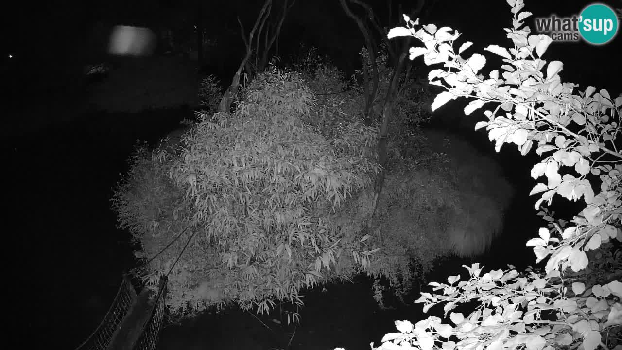 Südlicher Gelbwangen-Schopfgibbon Zoo Ljubljana webcam