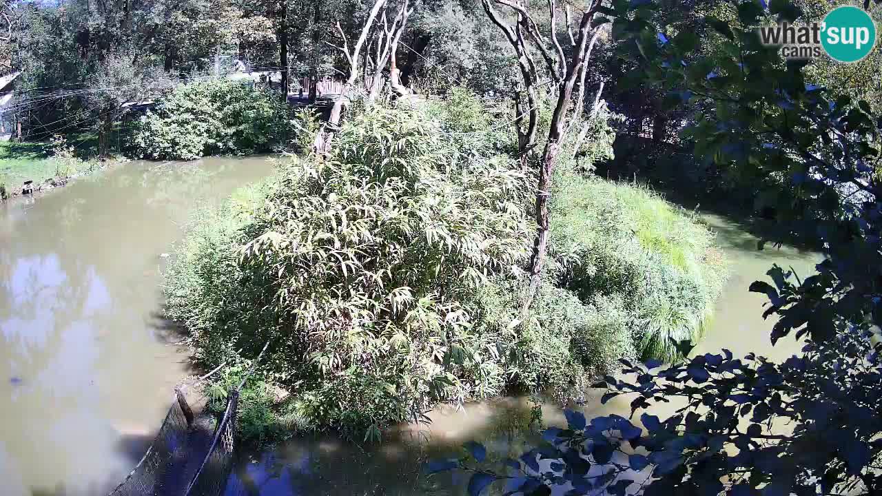 Yellow-cheeked gibbon Zoo Ljubljana livecam