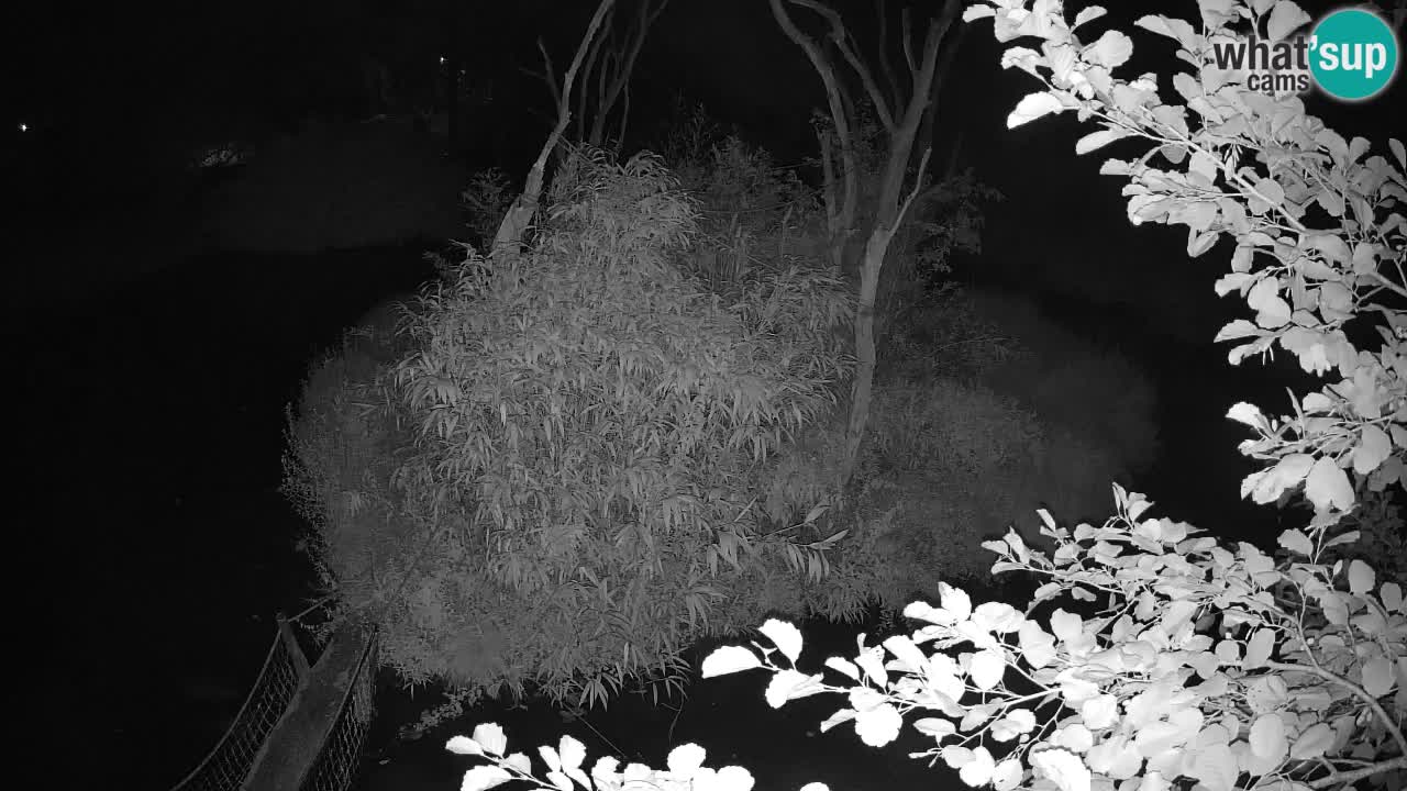 Yellow-cheeked gibbon Zoo Ljubljana livecam