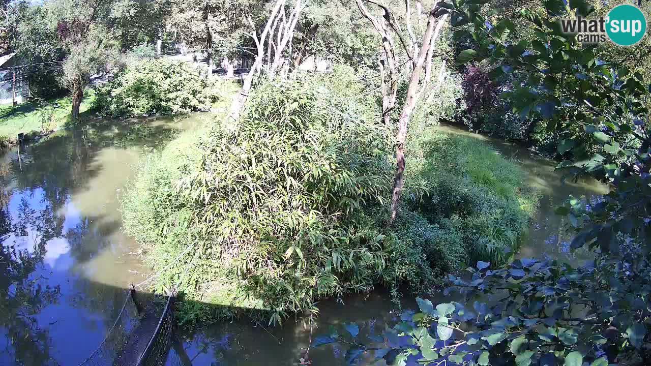 Zlatolični gibon živalski vrt Ljubljana