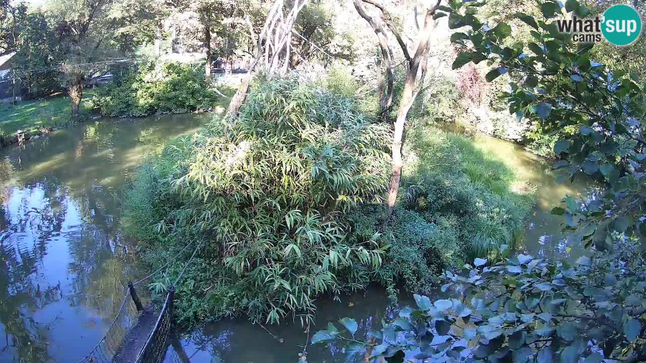 Südlicher Gelbwangen-Schopfgibbon Zoo Ljubljana webcam