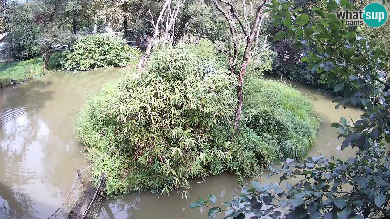 Südlicher Gelbwangen-Schopfgibbon Zoo Ljubljana webcam