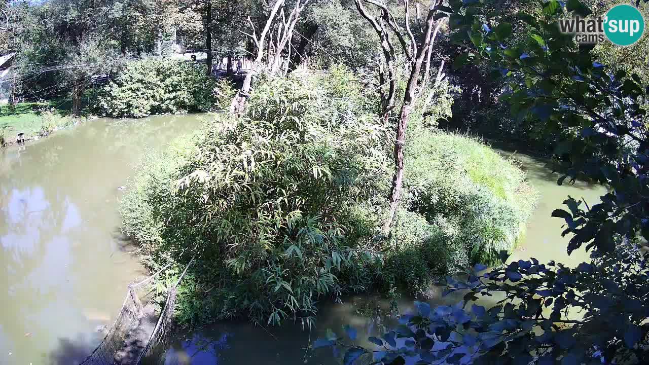Gibon – Nomascus gabriellae – Zoo Ljubljana web kamera