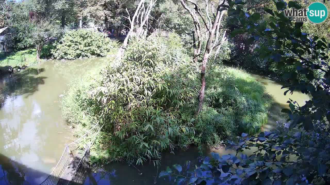 Gibbon à joues jaunes Zoo Ljubljana live cam