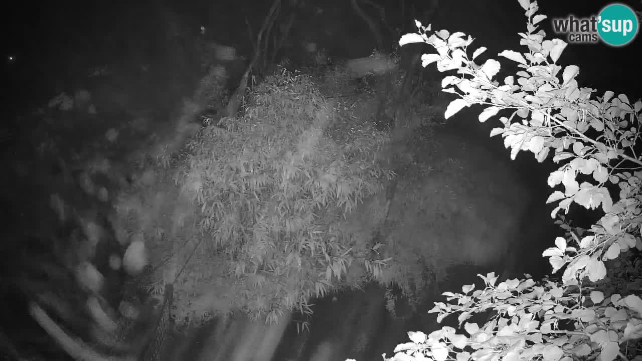 Gibbon à joues jaunes Zoo Ljubljana live cam