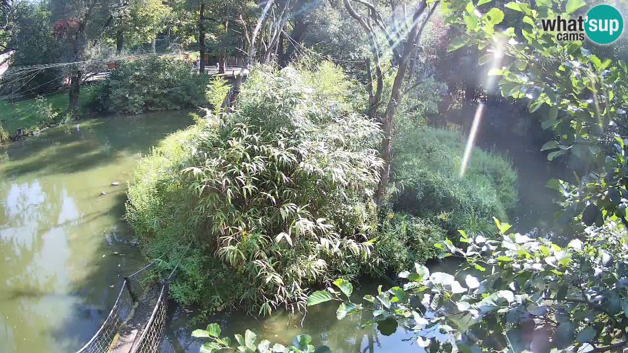 Gibon – Nomascus gabriellae – Zoo Ljubljana web kamera