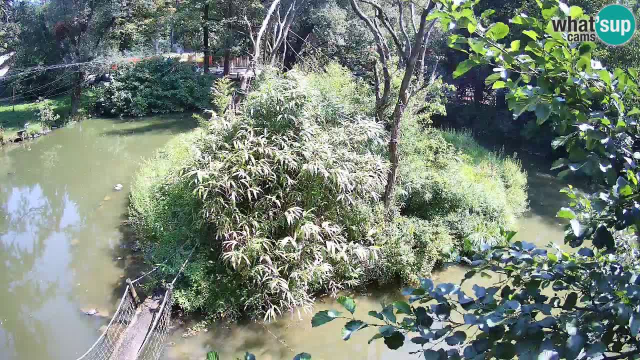 Yellow-cheeked gibbon Zoo Ljubljana livecam