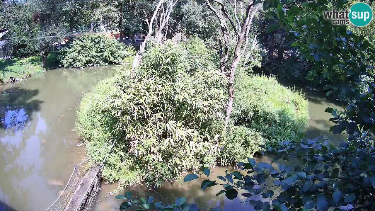 Yellow-cheeked gibbon Zoo Ljubljana livecam