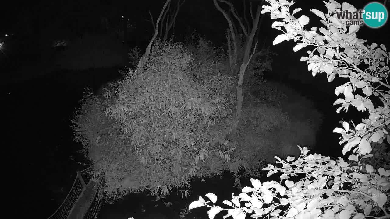 Yellow-cheeked gibbon Zoo Ljubljana livecam