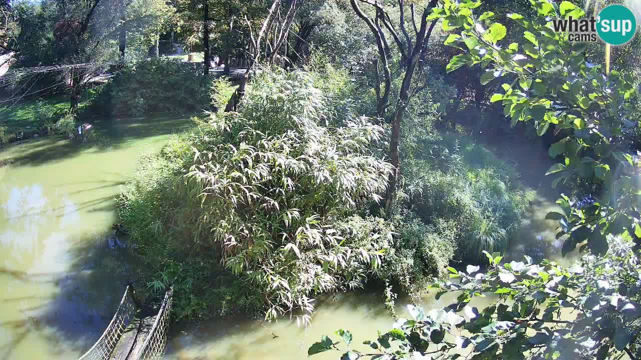 Zlatolični gibon živalski vrt Ljubljana