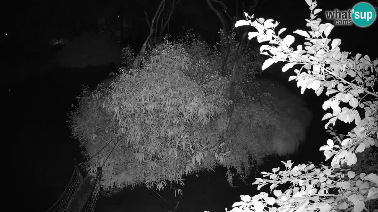 Gibon – Nomascus gabriellae – Zoo Ljubljana web kamera