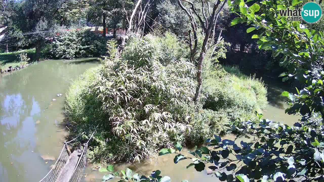 Yellow-cheeked gibbon Zoo Ljubljana livecam