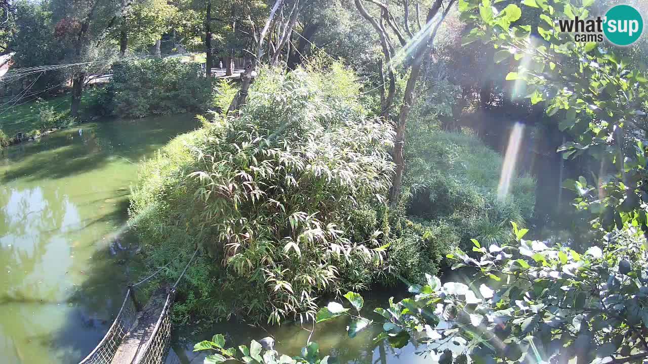 Zlatolični gibon živalski vrt Ljubljana
