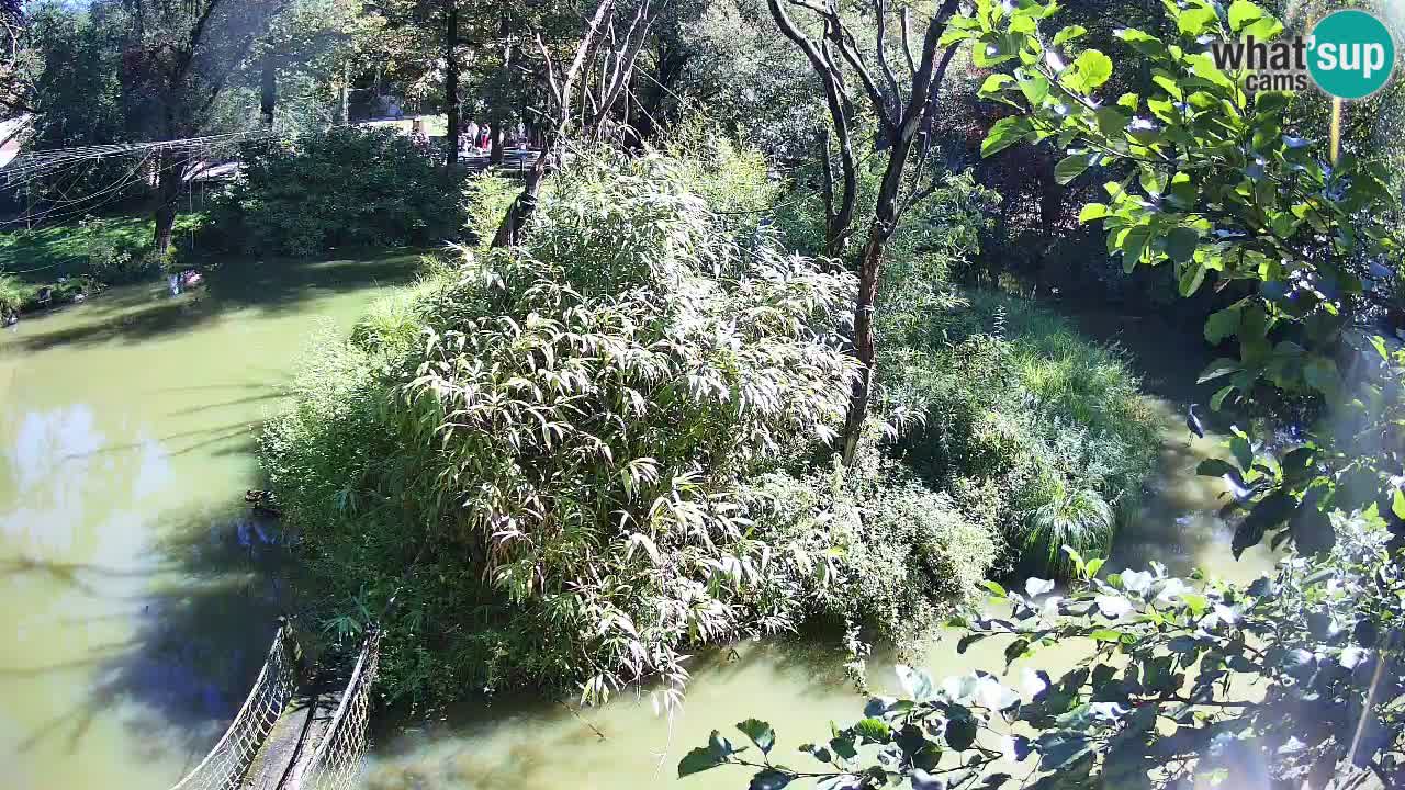 Südlicher Gelbwangen-Schopfgibbon Zoo Ljubljana webcam