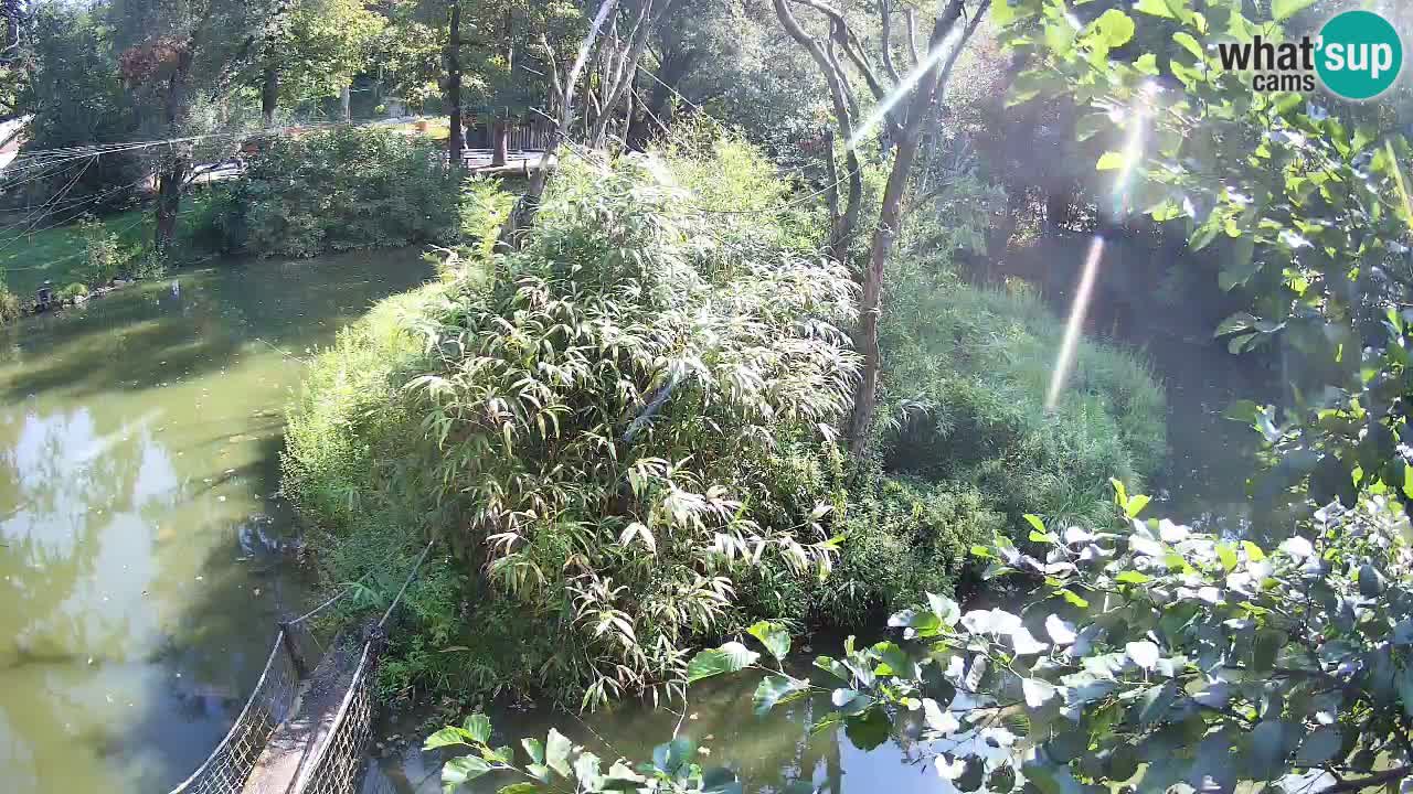 Zlatolični gibon živalski vrt Ljubljana