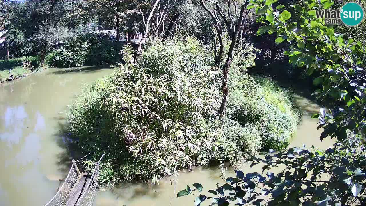 Gibón de mejillas beige Zoo Ljubljana