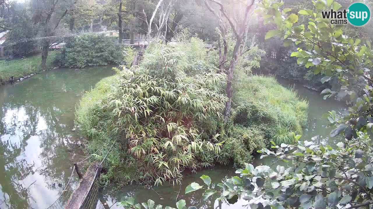 Gibón de mejillas beige Zoo Ljubljana