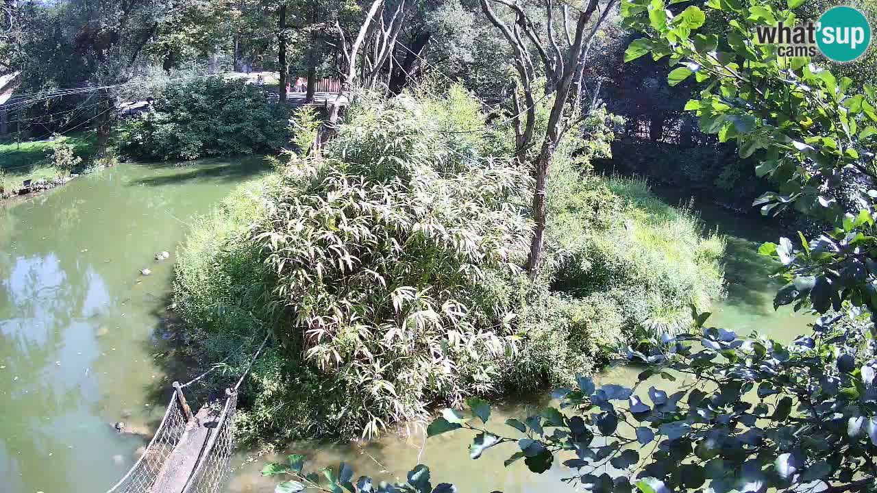 Zlatolični gibon živalski vrt Ljubljana