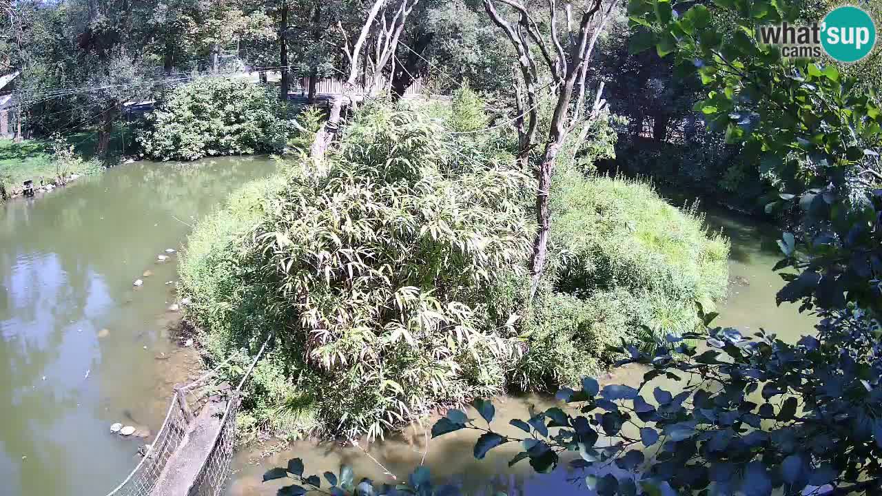 Gibbon à joues jaunes Zoo Ljubljana live cam