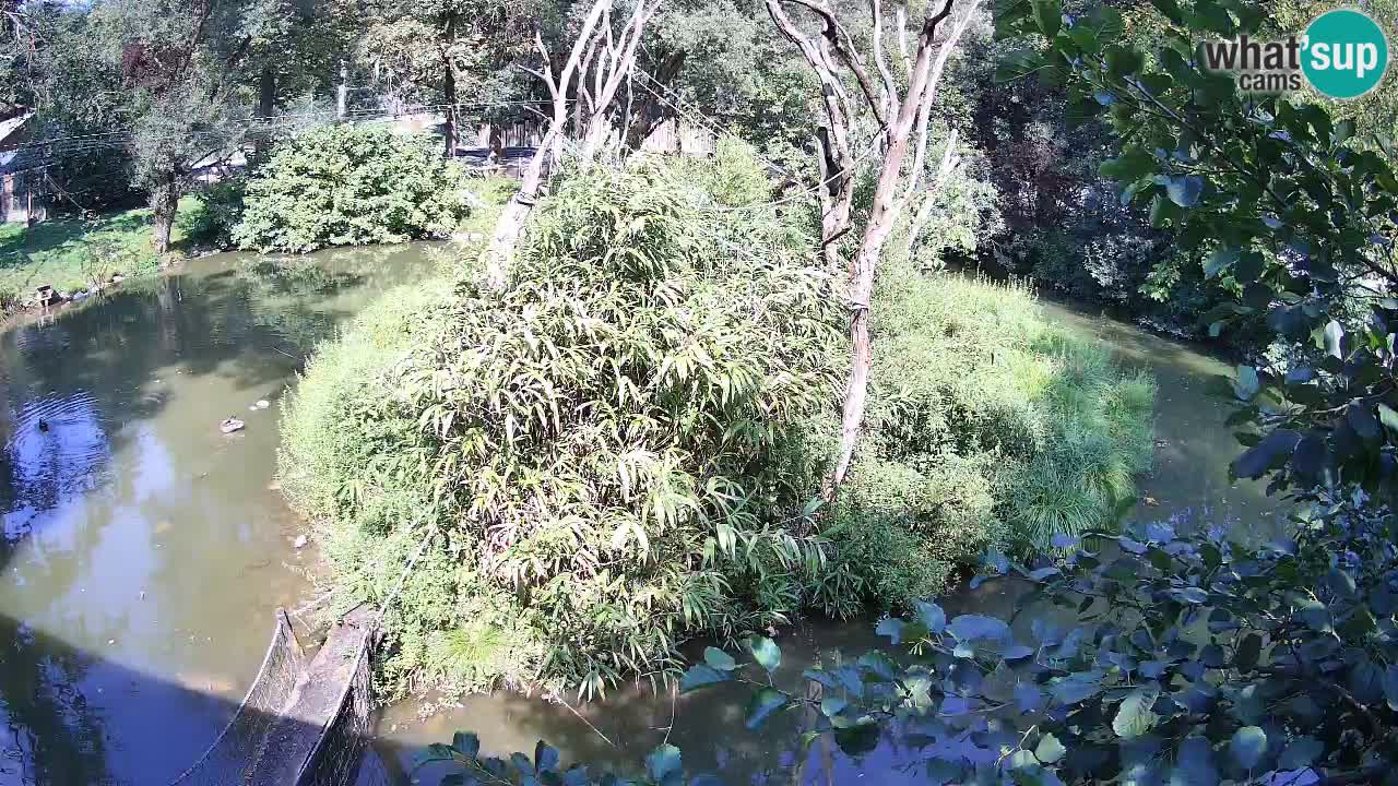 Gibbon à joues jaunes Zoo Ljubljana live cam