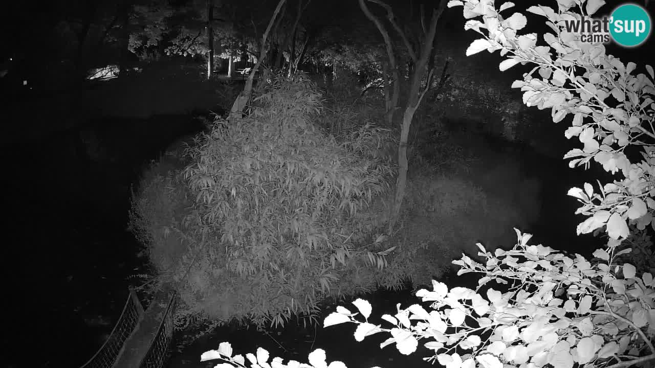 Südlicher Gelbwangen-Schopfgibbon Zoo Ljubljana webcam