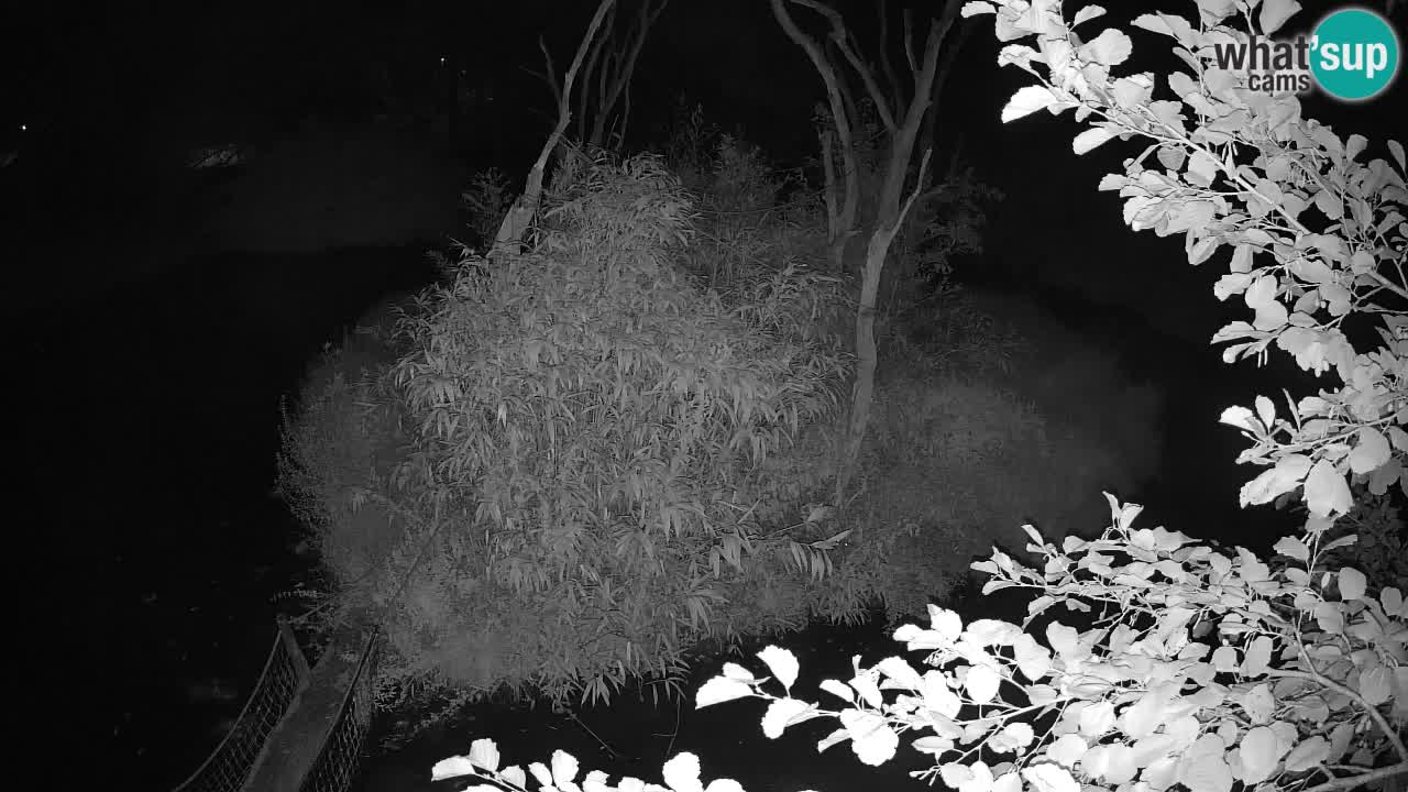 Gibbon à joues jaunes Zoo Ljubljana live cam