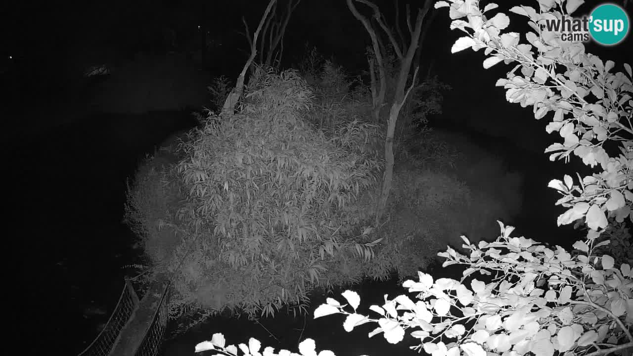 Gibbon à joues jaunes Zoo Ljubljana live cam
