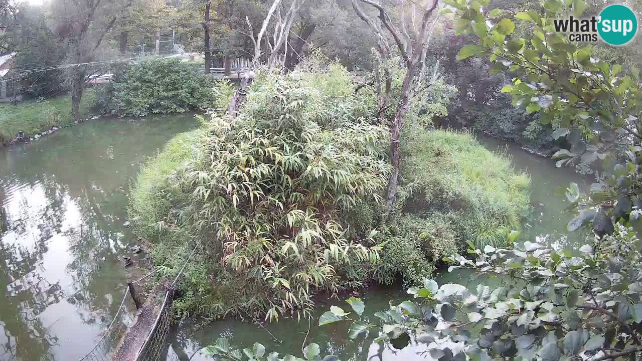 Gibbon à joues jaunes Zoo Ljubljana live cam