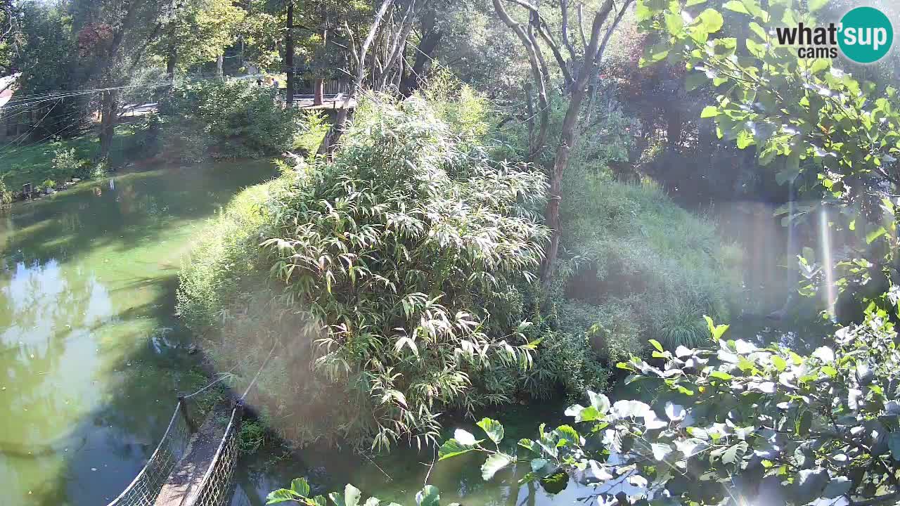 Gibbone dalle guance rosa nello ZOO di Ljubljana