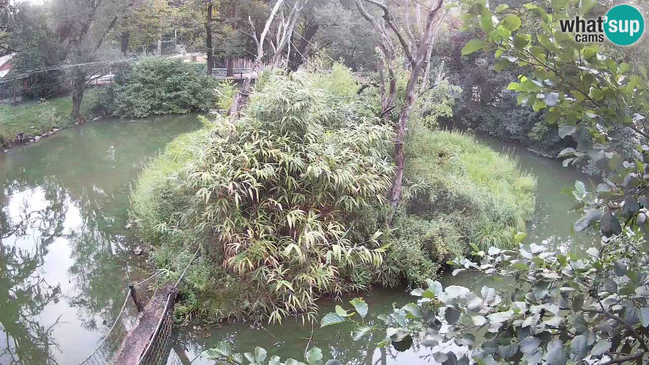 Yellow-cheeked gibbon Zoo Ljubljana livecam