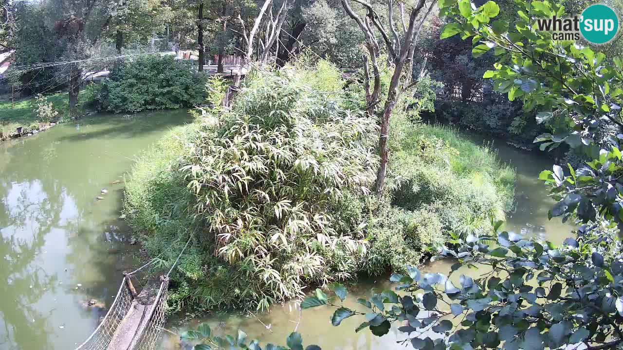 Gibbone dalle guance rosa nello ZOO di Ljubljana