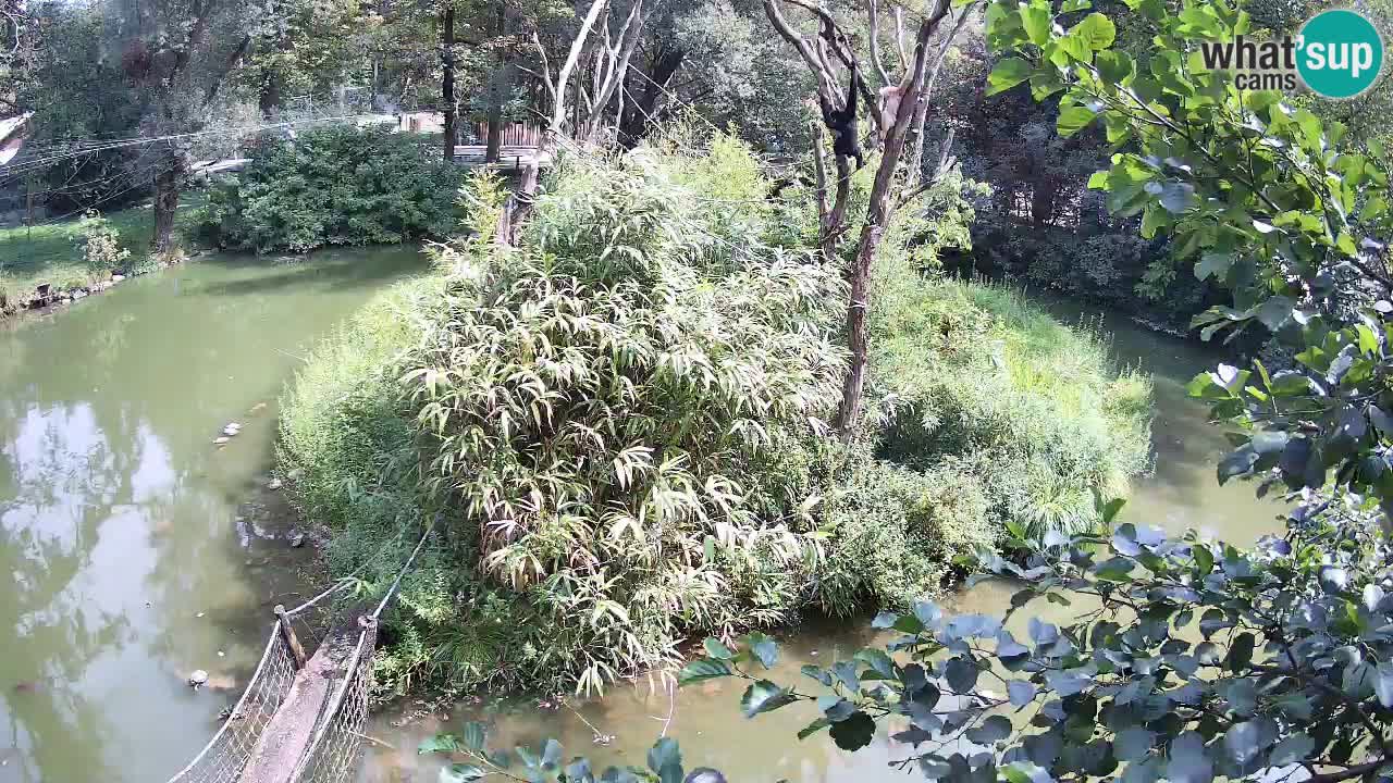 Gibbone dalle guance rosa nello ZOO di Ljubljana