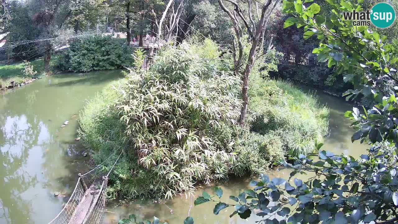 Gibbone dalle guance rosa nello ZOO di Ljubljana