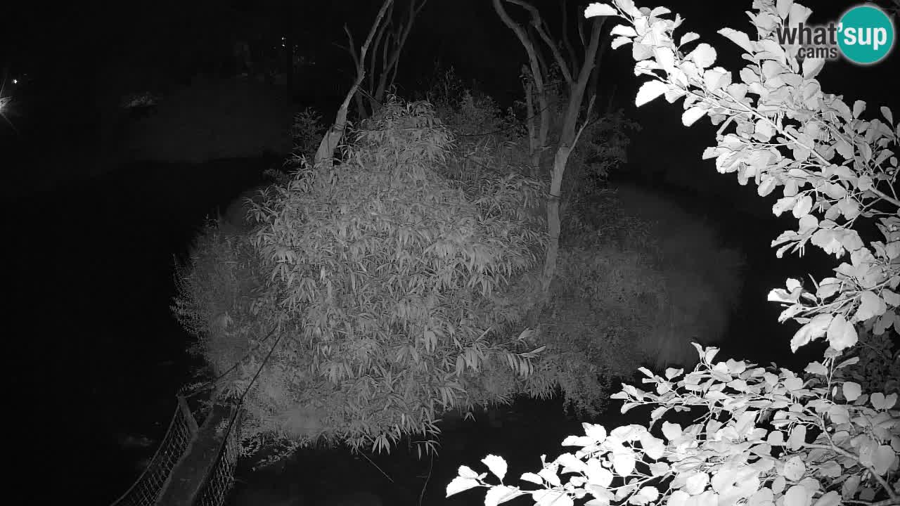 Gibbon à joues jaunes Zoo Ljubljana live cam