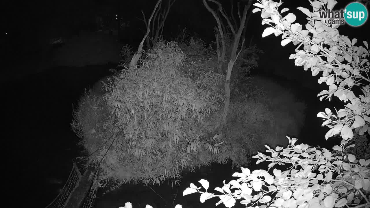 Gibon – Nomascus gabriellae – Zoo Ljubljana web kamera