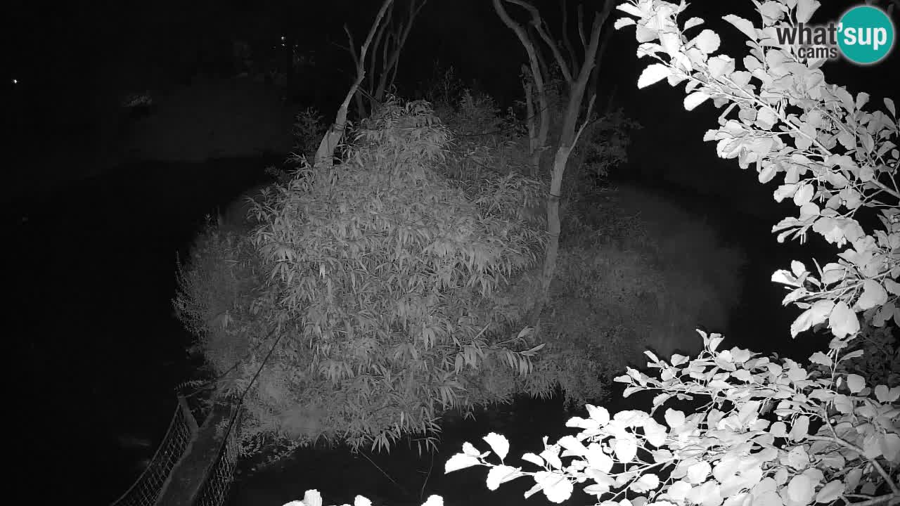Gibbon à joues jaunes Zoo Ljubljana live cam