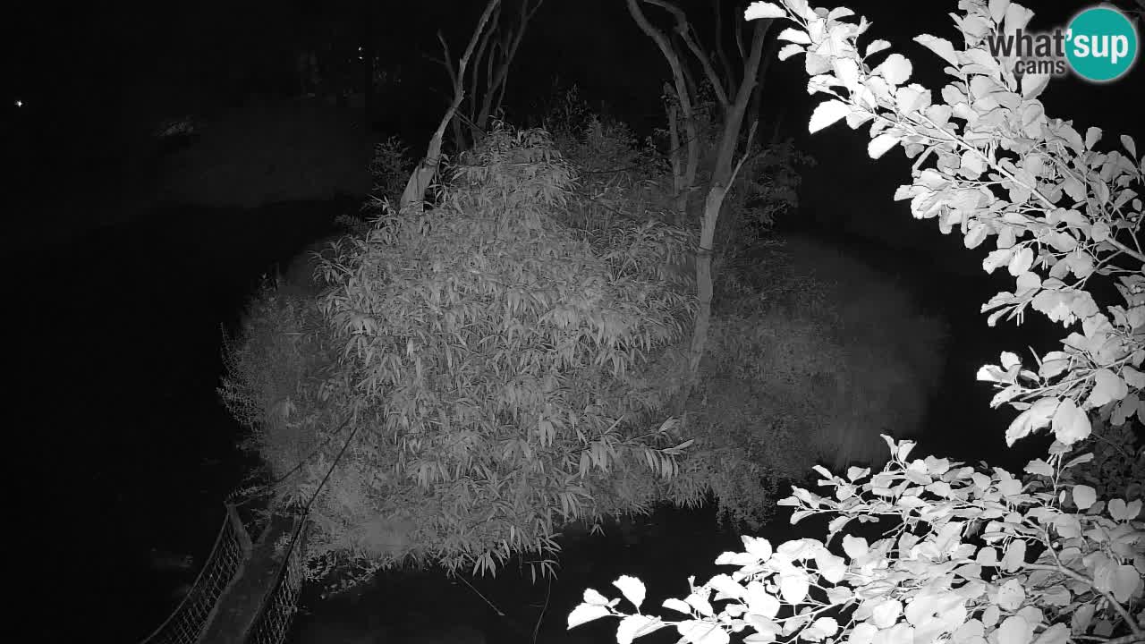Gibon – Nomascus gabriellae – Zoo Ljubljana web kamera