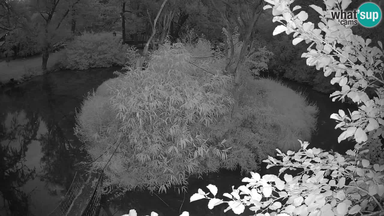 Yellow-cheeked gibbon Zoo Ljubljana livecam