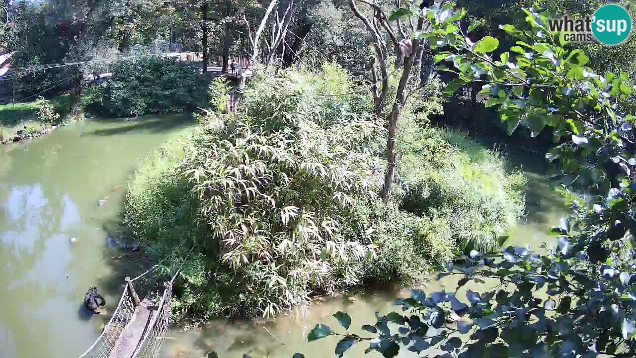Gibbone dalle guance rosa nello ZOO di Ljubljana
