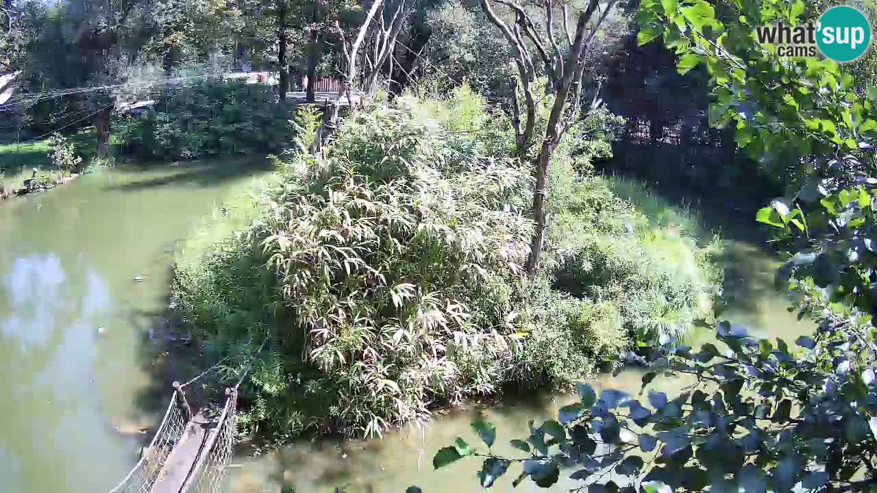 Yellow-cheeked gibbon Zoo Ljubljana livecam