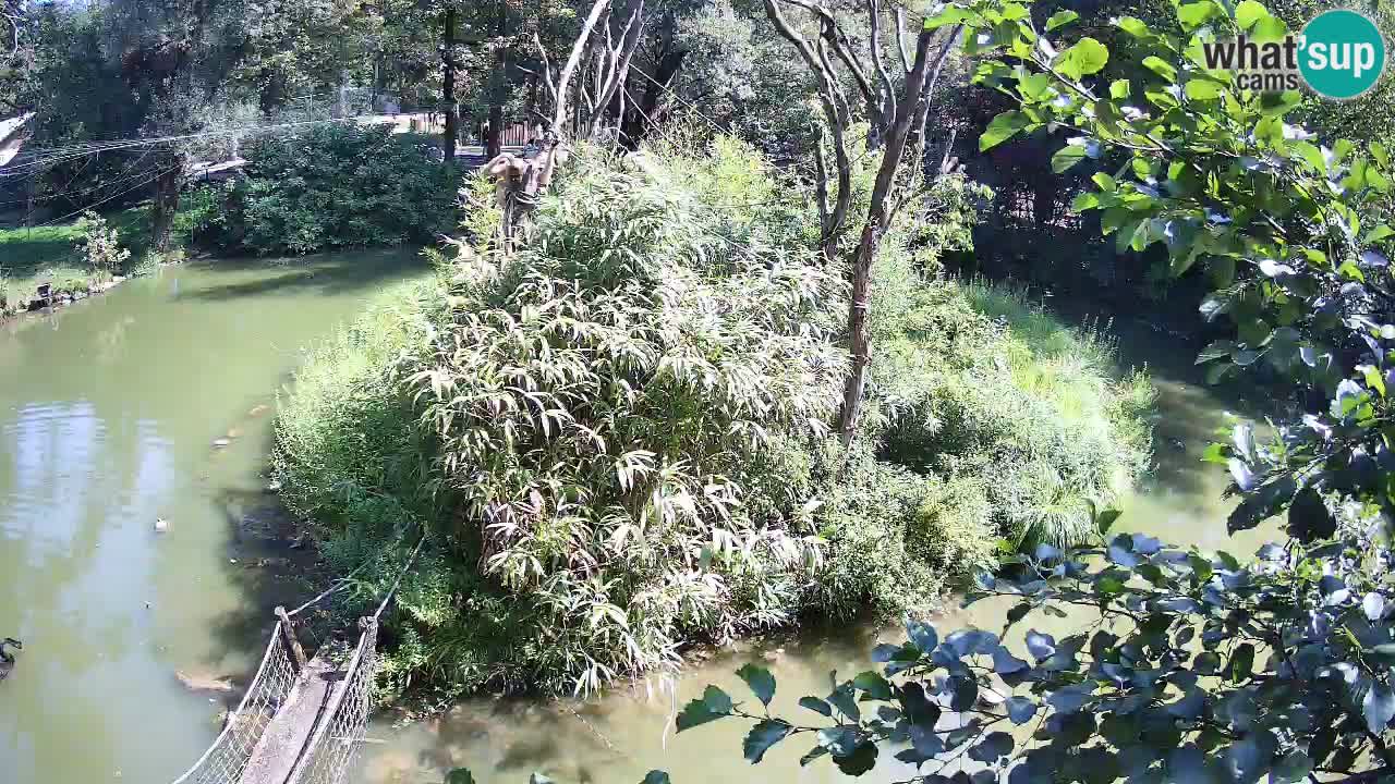 Gibon – Nomascus gabriellae – Zoo Ljubljana web kamera