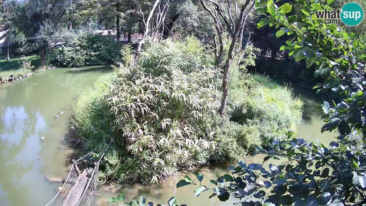 Gibbon à joues jaunes Zoo Ljubljana live cam