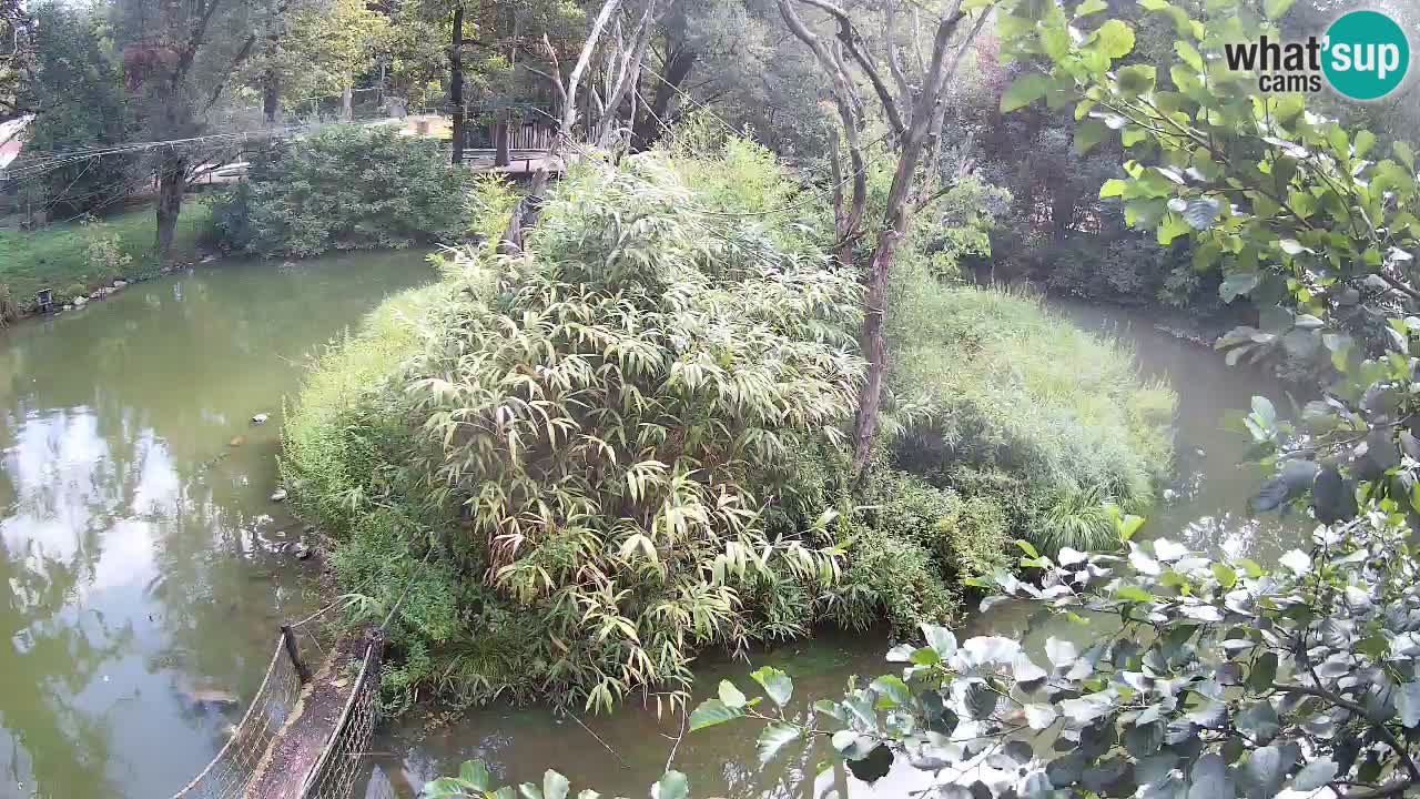 Yellow-cheeked gibbon Zoo Ljubljana livecam
